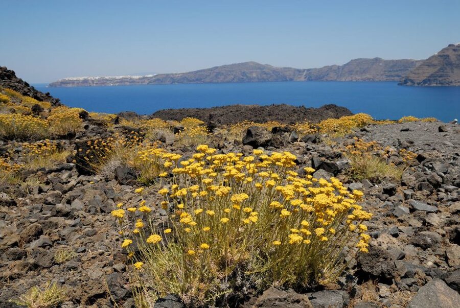 1-Day Boat Trip: Santorini Volcano, Thirassia & Oia Sunset - The guide and crew shape the day