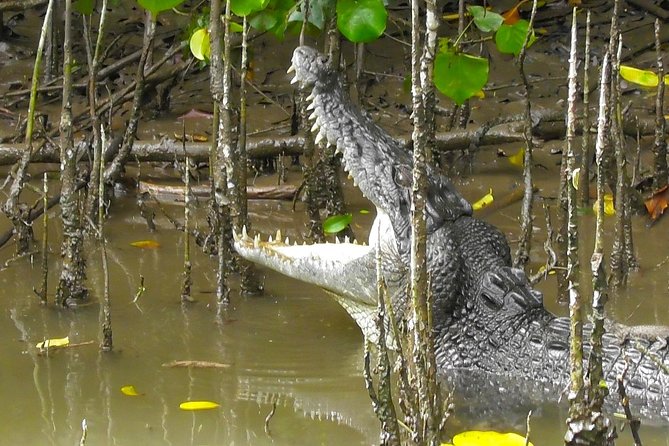 1-Hour Daintree River wildlife cruise - Key points before you book