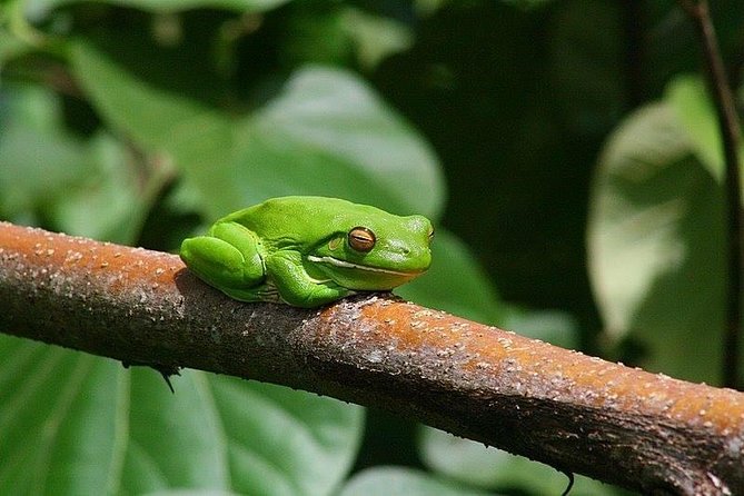 1-Hour Daintree River wildlife cruise - The guides make the difference