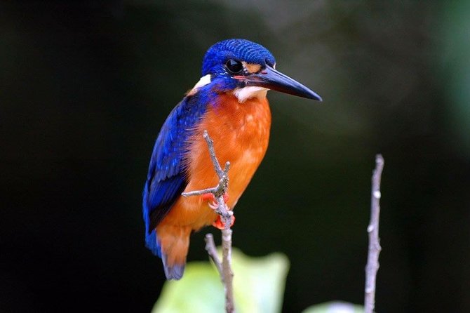 1-Hour Daintree River wildlife cruise - Crocodiles, birds, and the value of an authentic sighting
