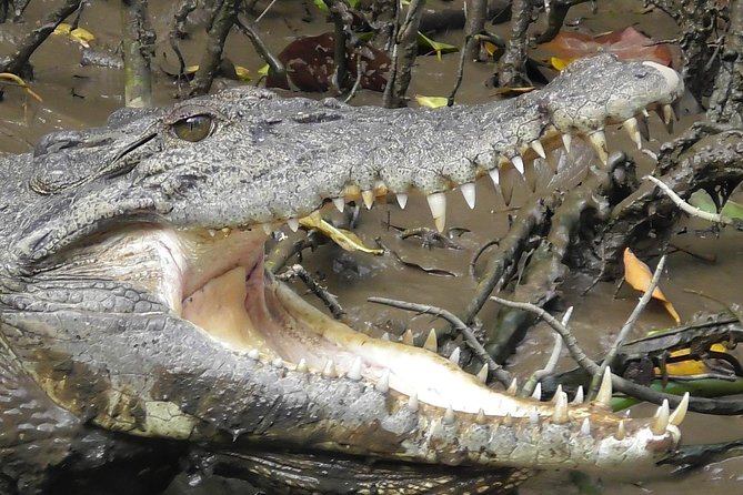 1-Hour Daintree River wildlife cruise - Is $25.10 good value?