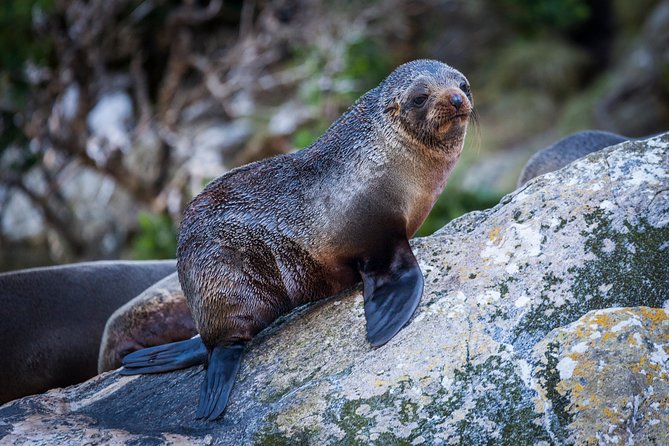 2-Hour Milford Sound Scenic Cruise - Is $104.88 good value?
