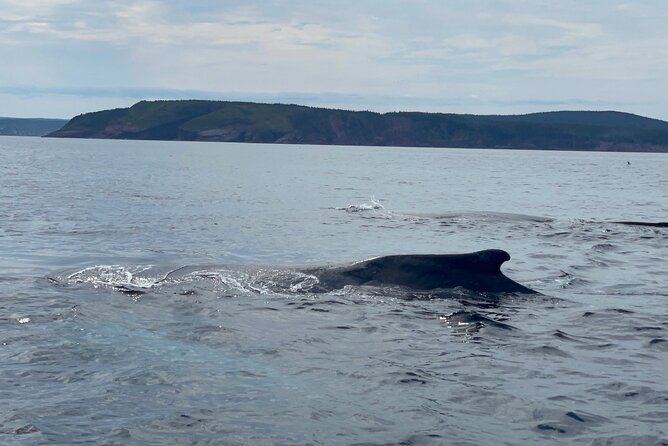 2 Hours Guided Whale and Bird Boat Tour in Bay Bulls - Why this Bay Bulls boat trip is worth your time