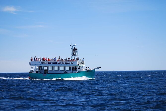 2 Hours Guided Whale and Bird Boat Tour in Bay Bulls - The chance of whales, dolphins, and other marine life