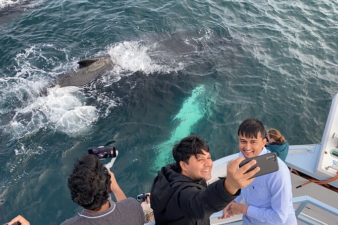2 Hours Guided Whale and Bird Boat Tour in Bay Bulls - Comfort, weather, and what to wear
