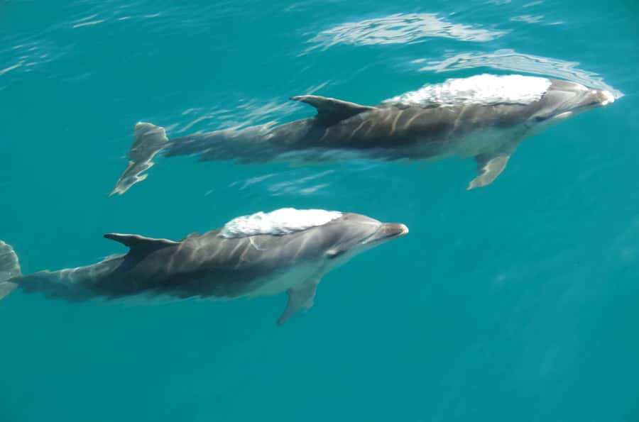 Abel Tasman National Full Park Scenic Cruise - Wildlife on the water