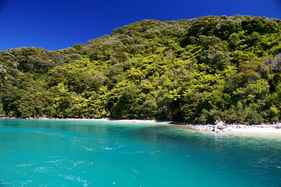 Abel Tasman National Full Park Scenic Cruise - Price, timing, and practical value