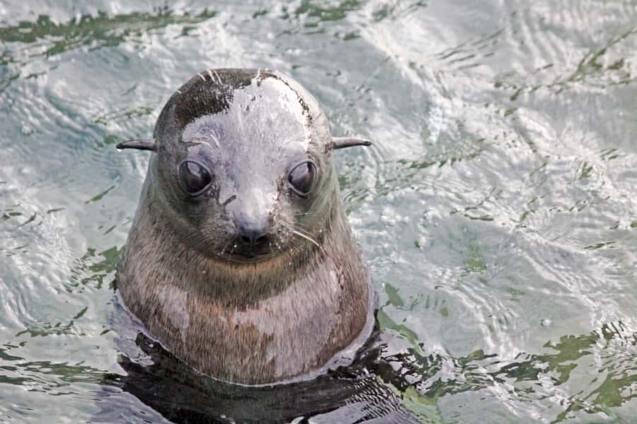 Abel Tasman: Sea Shuttle Cruise and Walking Tour Combo - Option A: Apple Tree Bay to Anchorage