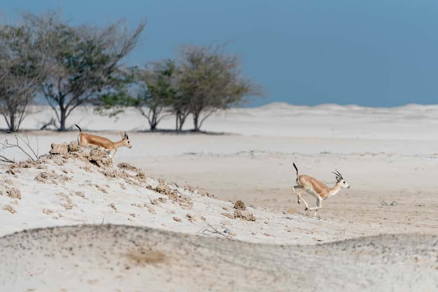 Abu Dhabi: 4-Hour Guided Cruise & Island Hopping - What the $108 price really buys you