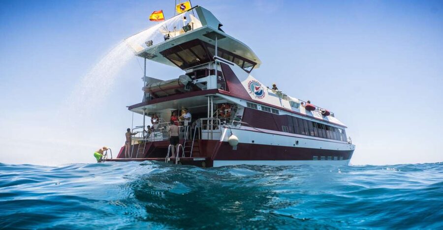 Adeje: Whale and Dolphin Watching Cruise with Lunch and Swim - Key points at a glance