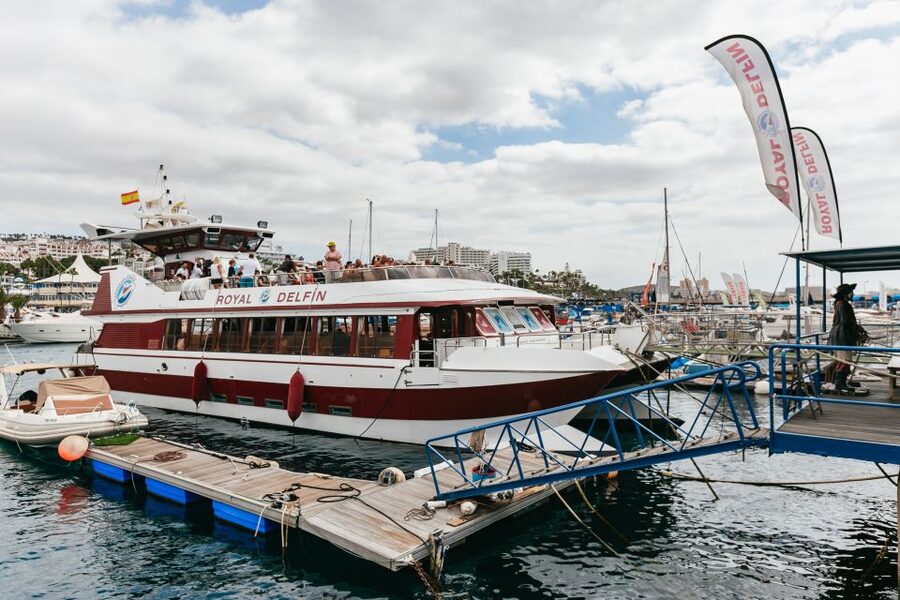 Adeje: Whale and Dolphin Watching Cruise with Lunch and Swim - Final booking advice