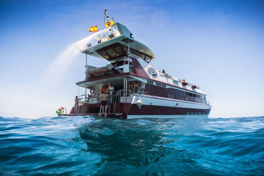 Adeje: Whale and Dolphin Watching Cruise with Lunch and Swim - Why this cruise works so well in Tenerife