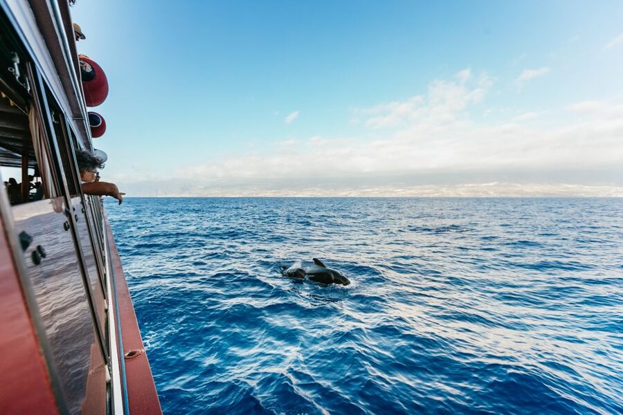 Adeje: Whale and Dolphin Watching Cruise with Lunch and Swim - Watching pilot whales and dolphins in protected waters