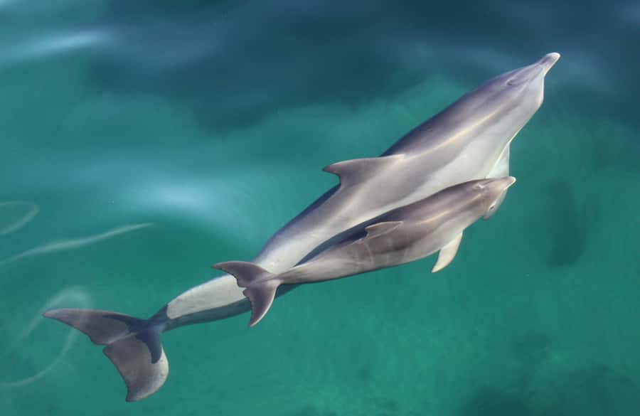 Adelaide: 4-Hour Guaranteed Wild Dolphin Watching Cruise - Key points to know before you book