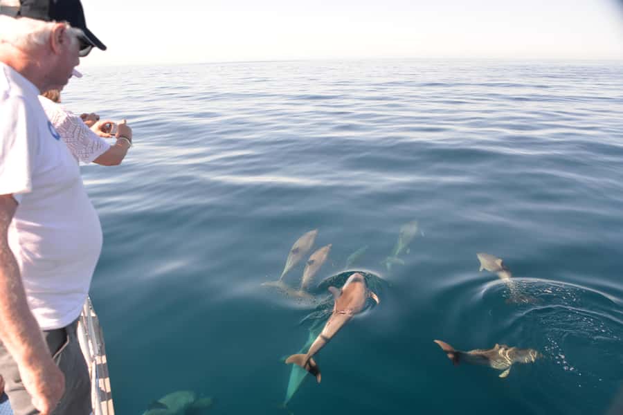 Adelaide: 4-Hour Guaranteed Wild Dolphin Watching Cruise - Setting out from Marina Pier in Glenelg
