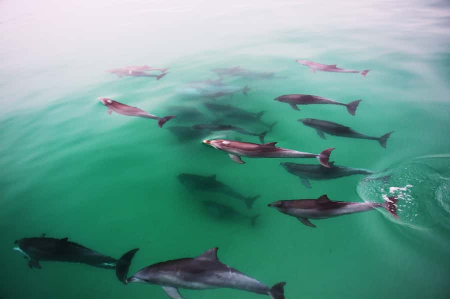 Adelaide: 4-Hour Guaranteed Wild Dolphin Watching Cruise - Watching dolphins without a performance