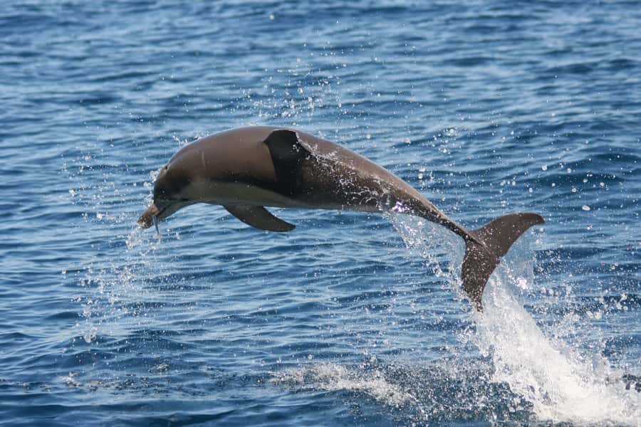 Adelaide: 4-Hour Guaranteed Wild Dolphin Watching Cruise - What the crew adds to the trip