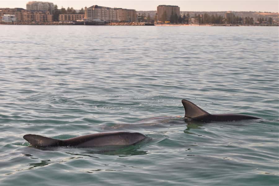 Adelaide: 4-Hour Guaranteed Wild Dolphin Watching Cruise - Weather, seating, and what to pack