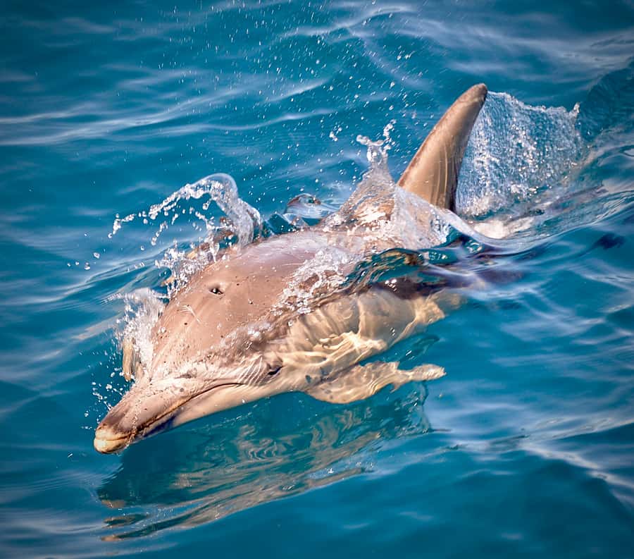 Adelaide: 4-Hour Guaranteed Wild Dolphin Watching Cruise - Watching or swimming with dolphins