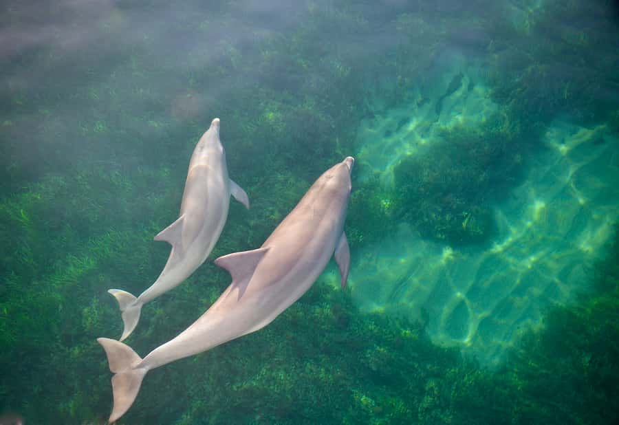Adelaide: 4-Hour Guaranteed Wild Dolphin Watching Cruise - How much value you get for $63