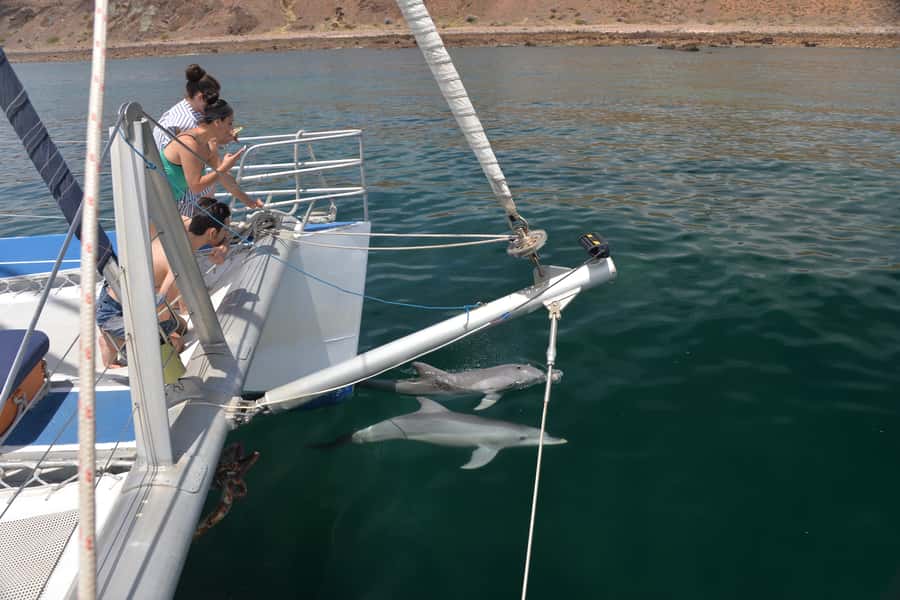 Adelaide: 4-Hour Guaranteed Wild Dolphin Watching Cruise - Who will enjoy this cruise most