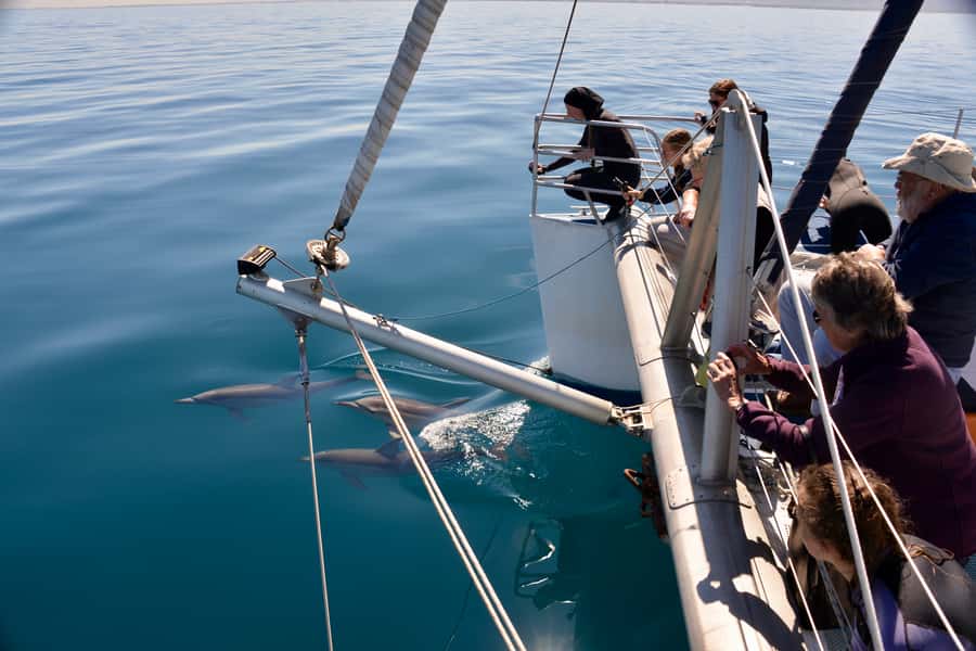 Adelaide: 4-Hour Guaranteed Wild Dolphin Watching Cruise - The search through Adelaide’s gulf