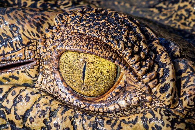 Adelaide River Cruises - Jumping Crocodile Experience - The crocodiles you might see up close