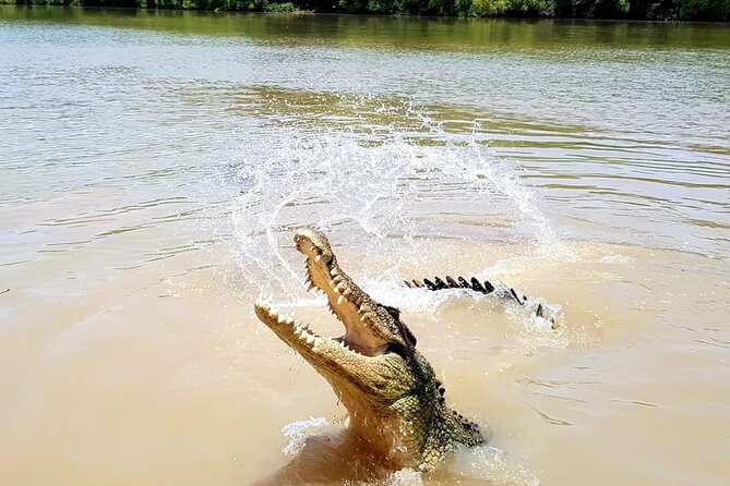 Adelaide River Cruises - Jumping Crocodile Experience - Is the close approach safe?