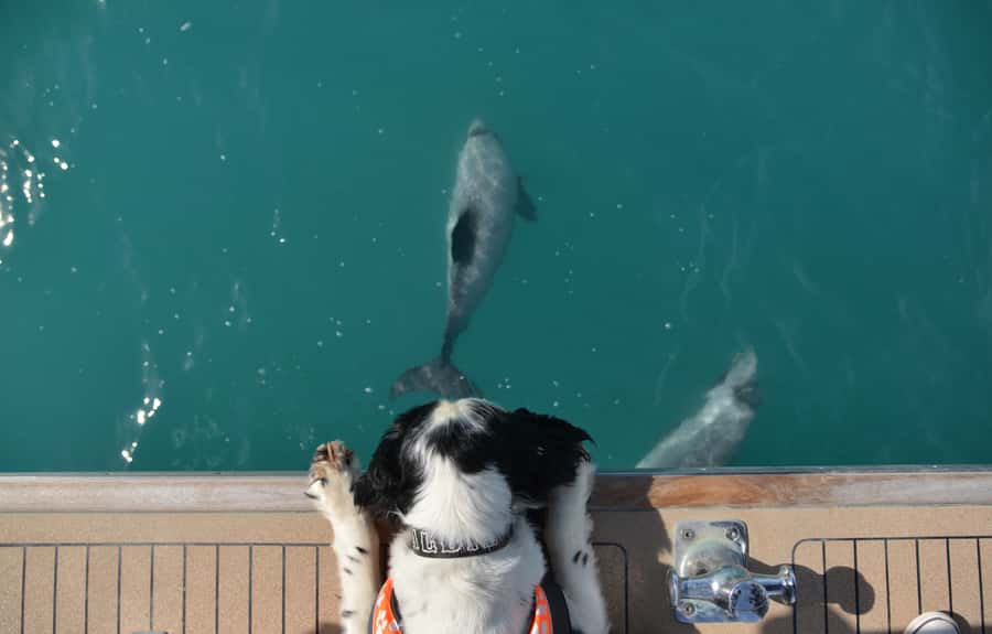 Akaroa: Dolphin Nature Cruise - Who will enjoy this Akaroa cruise most?