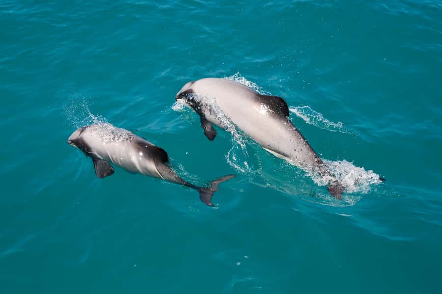 Akaroa: Dolphin Nature Cruise - Leaving Akaroa and reading the harbour