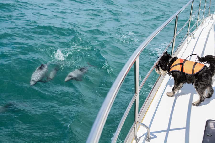 Akaroa: Dolphin Nature Cruise - Seals, penguins, and seabirds along the route