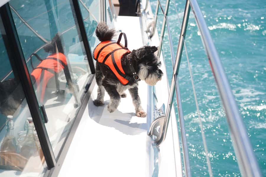 Akaroa: Dolphin Nature Cruise - Sea caves and volcanic formations from the water