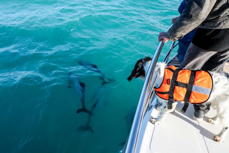 Akaroa: Dolphin Nature Cruise - How the cruise handles rough weather