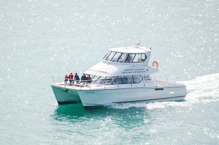 Akaroa: Dolphin Nature Cruise - Searching for dolphins with Albie and friends