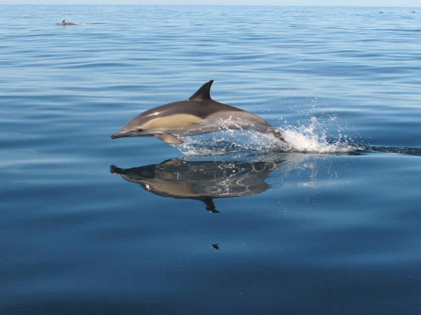 Albufeira: Benagil Cave and Dolphin Sightseeing Boat Cruise - Albandeira caves and Marinha Beach