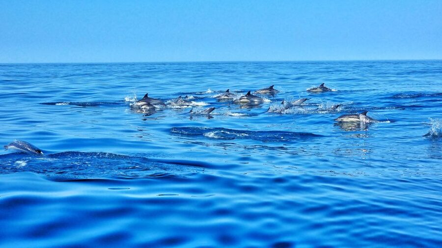 Albufeira: Benagil Cave and Dolphin Sightseeing Boat Cruise - Alfanzina Lighthouse and the final cave views