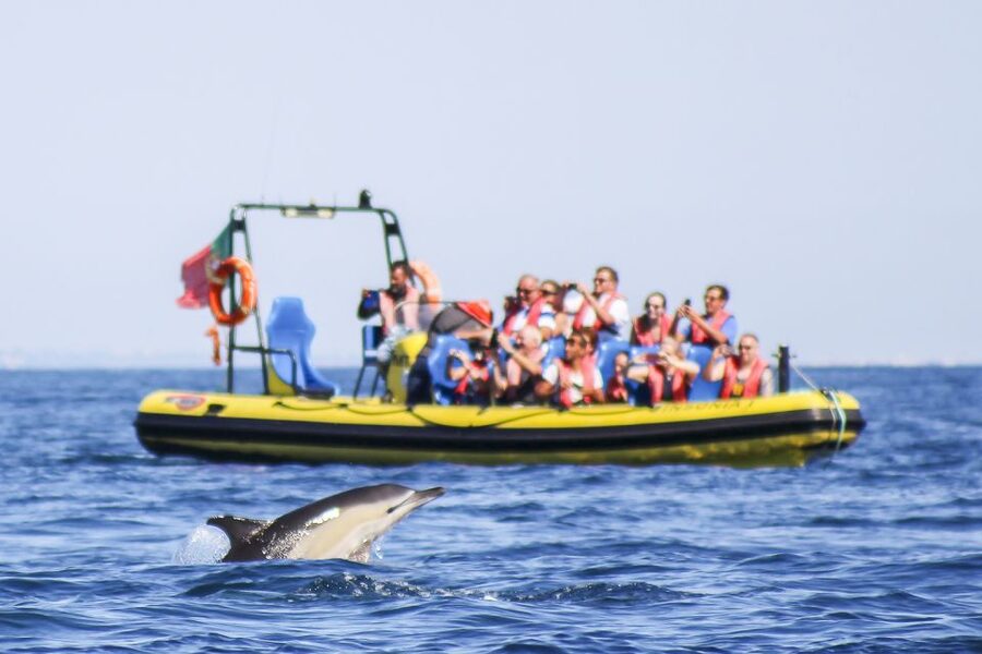Albufeira: Benagil Caves & Dolphin Watching Speed Boat Tour - Why this Albufeira speedboat trip works