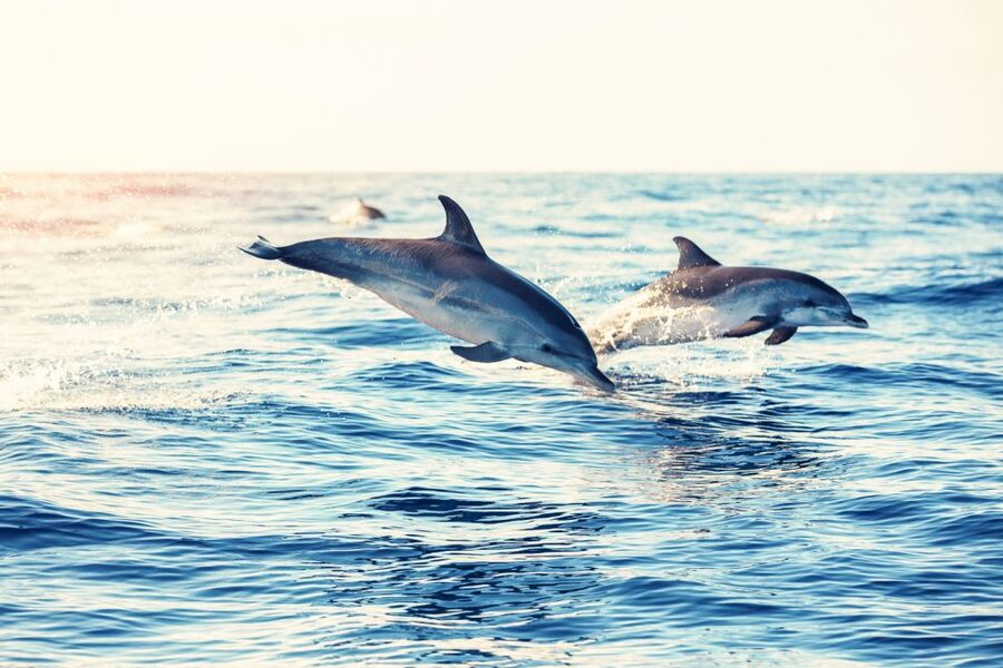 Albufeira: Benagil Caves & Dolphin Watching Speed Boat Tour - Searching for dolphins off Albufeira