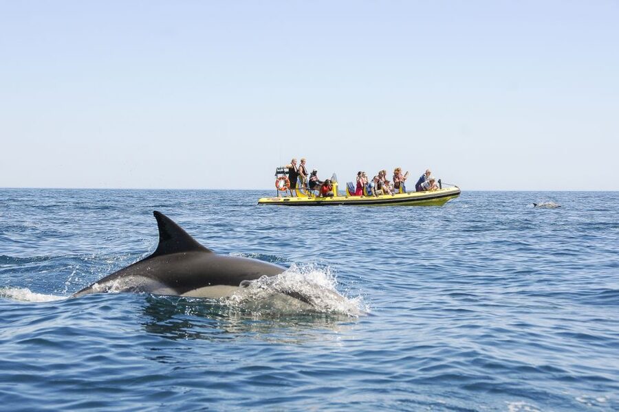 Albufeira: Benagil Caves & Dolphin Watching Speed Boat Tour - What the $40 price really buys