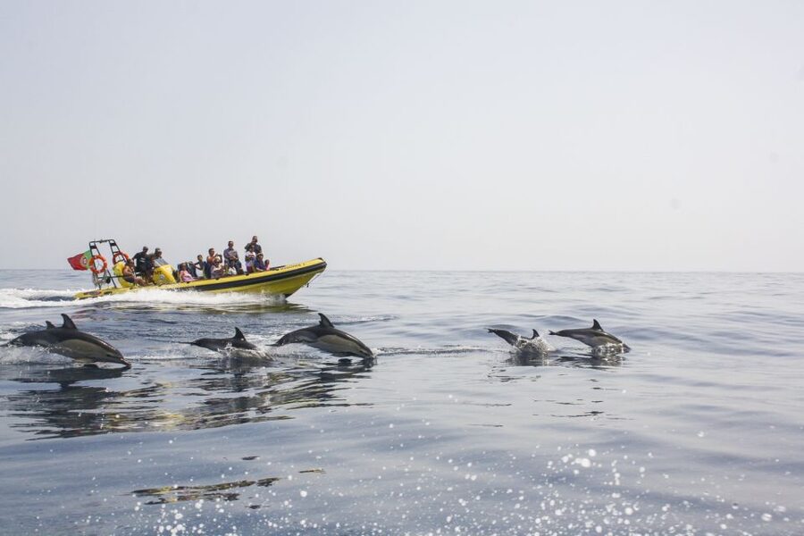 Albufeira: Benagil Caves & Dolphin Watching Speed Boat Tour - Leaving Albufeira Marina at speed