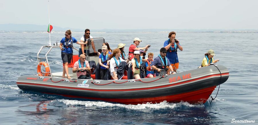 Albufeira: Dolphin Watching and Benagil Cave Boat Cruise - From Albufeira Marina to the Atlantic