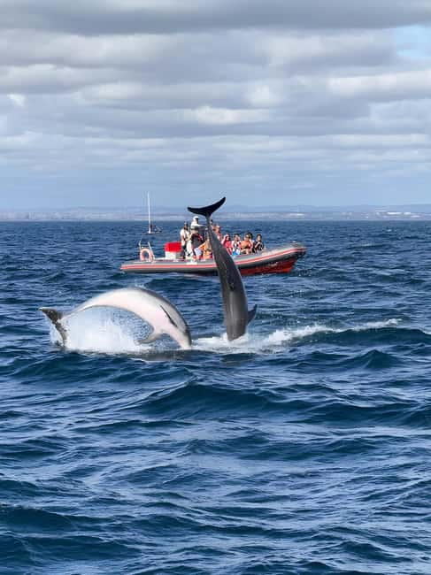 Albufeira: Dolphin Watching and Benagil Cave Boat Cruise - Benagil Cave, with an important condition