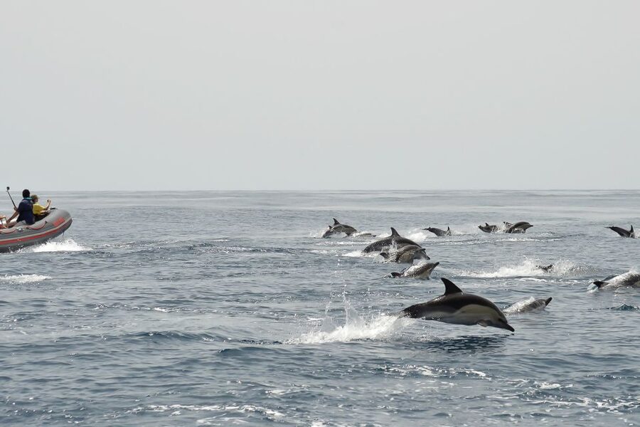 Albufeira: Dolphin Watching and Benagil Cave Boat Cruise - Should you book it?
