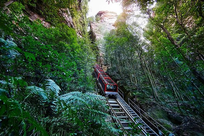 All Inclusive Blue Mountain,Scenic World,Lunch,Koalas,ferry - Lookouts beyond the Three Sisters
