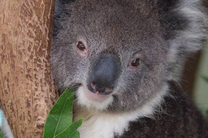 All Inclusive Blue Mountain,Scenic World,Lunch,Koalas,ferry - Lunch that takes dietary needs seriously