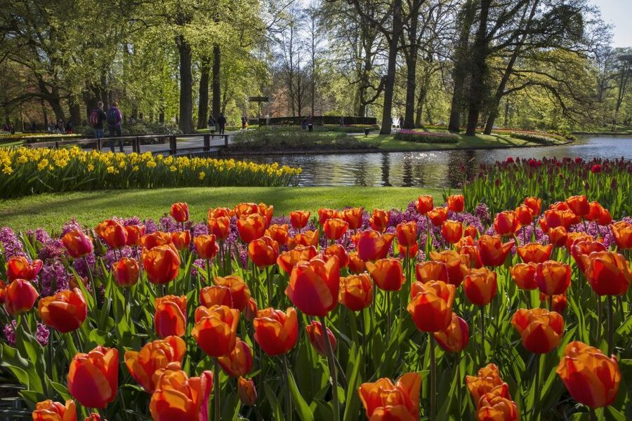 Amsterdam: Tour to Keukenhof Gardens with Windmill Cruise - Is $64 good value?