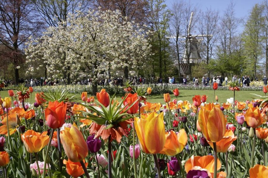 Amsterdam: Tour to Keukenhof Gardens with Windmill Cruise - The flower region on the way to Keukenhof