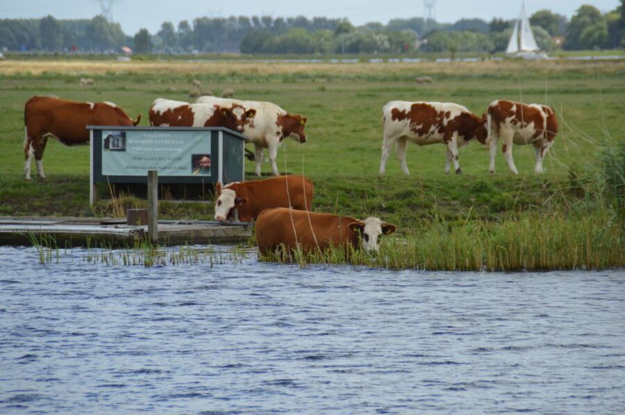Amsterdam: Tour to Keukenhof Gardens with Windmill Cruise - Keukenhof: how to use your free time