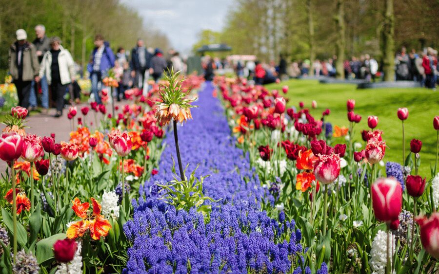 Amsterdam: Tour to Keukenhof Gardens with Windmill Cruise - Who will enjoy this tour most