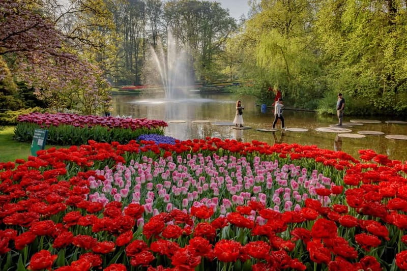 Amsterdam: Tulip Farm Visit, Keukenhof, and Windmill Cruise - The Road Through South Holland